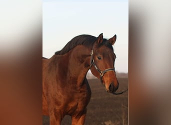 Zangersheide, Klacz, 3 lat, 168 cm, Gniada