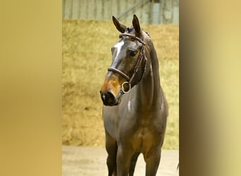 Zangersheide, Klacz, 3 lat, 169 cm, Gniada