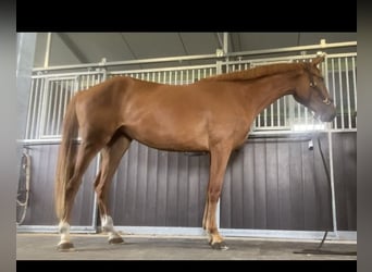 Zangersheide, Klacz, 3 lat, 170 cm, Kasztanowata