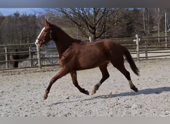 Zangersheide, Klacz, 3 lat, 170 cm, Kasztanowata