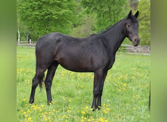 Zangersheide, Klacz, 3 lat, 175 cm, Może być siwy