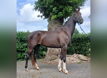 Zangersheide, Klacz, 3 lat, Ciemnogniada
