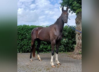 Zangersheide, Klacz, 3 lat, Ciemnogniada