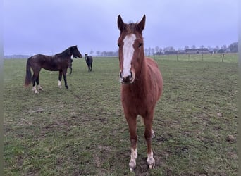 Zangersheide, Klacz, 3 lat, Kasztanowata