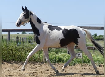 Zangersheide, Klacz, 4 lat, 156 cm, Srokata