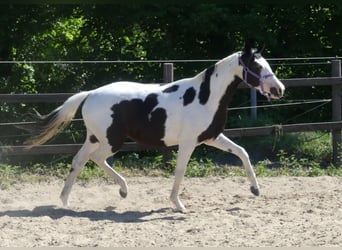 Zangersheide, Klacz, 4 lat, 156 cm, Srokata