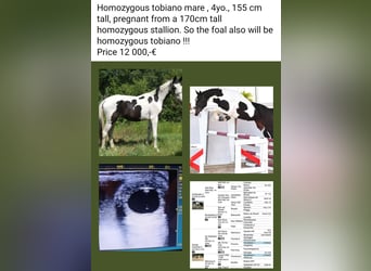 Zangersheide, Klacz, 4 lat, 156 cm, Srokata