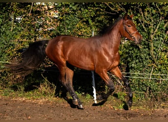 Zangersheide, Klacz, 4 lat, 160 cm, Gniada