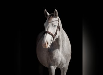 Zangersheide, Klacz, 4 lat, 160 cm, Siwa