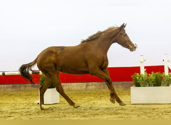 Zangersheide, Klacz, 4 lat, 161 cm, Gniada