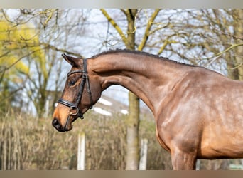 Zangersheide, Klacz, 4 lat, 162 cm