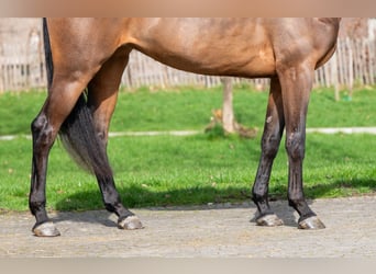 Zangersheide, Klacz, 4 lat, 162 cm