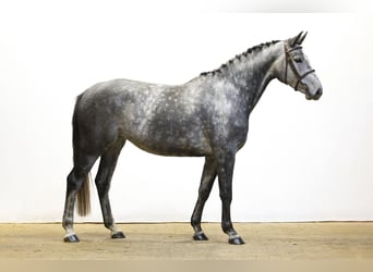 Zangersheide, Klacz, 4 lat, 163 cm, Siwa