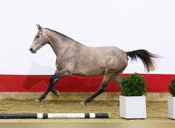 Zangersheide, Klacz, 4 lat, 163 cm, Siwa