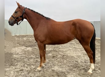 Zangersheide, Klacz, 4 lat, 164 cm, Kasztanowata