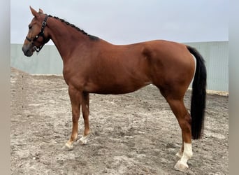 Zangersheide, Klacz, 4 lat, 164 cm, Kasztanowata
