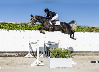Zangersheide, Klacz, 4 lat, 164 cm