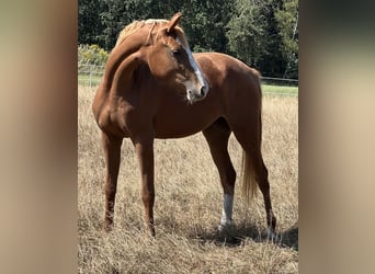 Zangersheide, Klacz, 4 lat, 165 cm, Kasztanowata