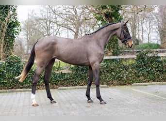 Zangersheide, Klacz, 4 lat, 166 cm