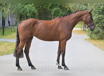 Zangersheide, Klacz, 4 lat, 167 cm, Gniada