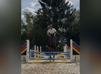 Zangersheide, Klacz, 4 lat, 168 cm, Kara