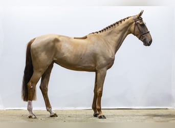 Zangersheide, Klacz, 4 lat, 168 cm