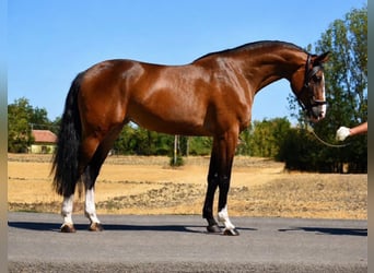 Zangersheide, Klacz, 4 lat, 169 cm, Gniada