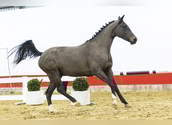 Zangersheide, Klacz, 4 lat, 169 cm