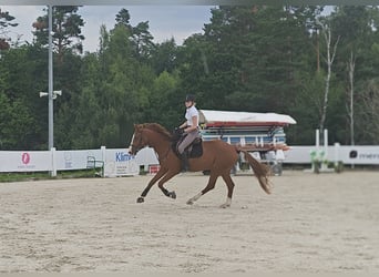 Zangersheide, Klacz, 4 lat, 170 cm, Kasztanowata