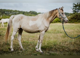 Zangersheide, Klacz, 5 lat, 155 cm, Szampańska