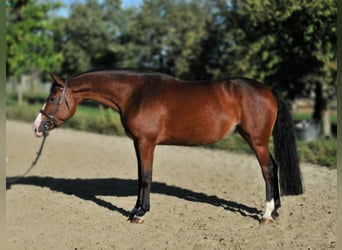 Zangersheide, Klacz, 5 lat, 157 cm, Gniada