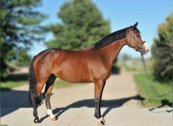 Zangersheide, Klacz, 5 lat, 160 cm, Gniada