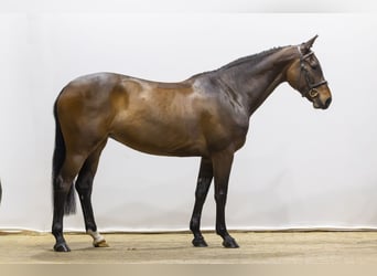 Zangersheide, Klacz, 5 lat, 160 cm