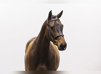 Zangersheide, Klacz, 5 lat, 160 cm