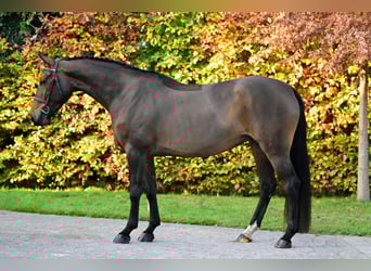 Zangersheide, Klacz, 5 lat, 161 cm, Gniada