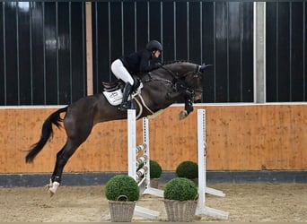 Zangersheide, Klacz, 5 lat, 163 cm, Ciemnogniada