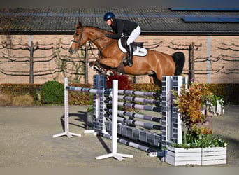 Zangersheide, Klacz, 5 lat, 164 cm, Gniada