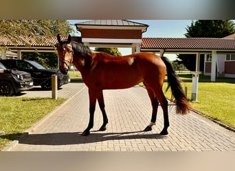 Zangersheide, Klacz, 5 lat, 164 cm, Gniada