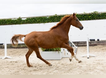 Zangersheide, Klacz, 5 lat, 164 cm, Kasztanowata