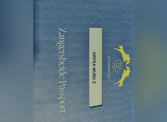 Zangersheide, Klacz, 5 lat, 165 cm, Gniada