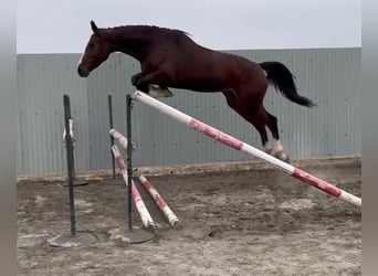 Zangersheide, Klacz, 5 lat, 165 cm, Gniada