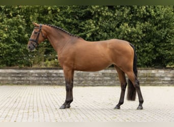 Zangersheide, Klacz, 5 lat, 166 cm, Gniada