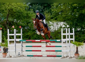 Zangersheide, Klacz, 5 lat, 166 cm, Gniada