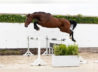 Zangersheide, Klacz, 5 lat, 166 cm, Gniada