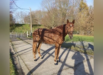 Zangersheide Mix, Klacz, 5 lat, 166 cm, Kasztanowata