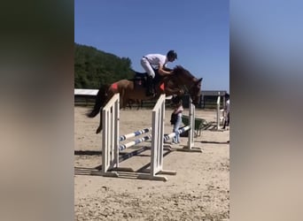 Zangersheide, Klacz, 5 lat, 166 cm