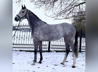 Zangersheide, Klacz, 5 lat, 166 cm, Siwa jabłkowita