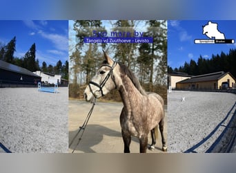 Zangersheide, Klacz, 5 lat, 168 cm, Siwa