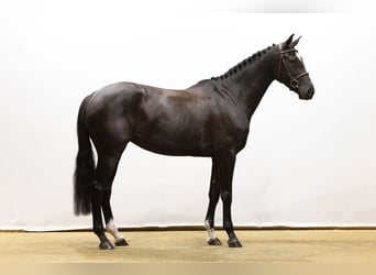 Zangersheide, Klacz, 5 lat, 169 cm, Kara