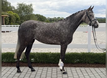Zangersheide, Klacz, 5 lat, 169 cm, Siwa jabłkowita